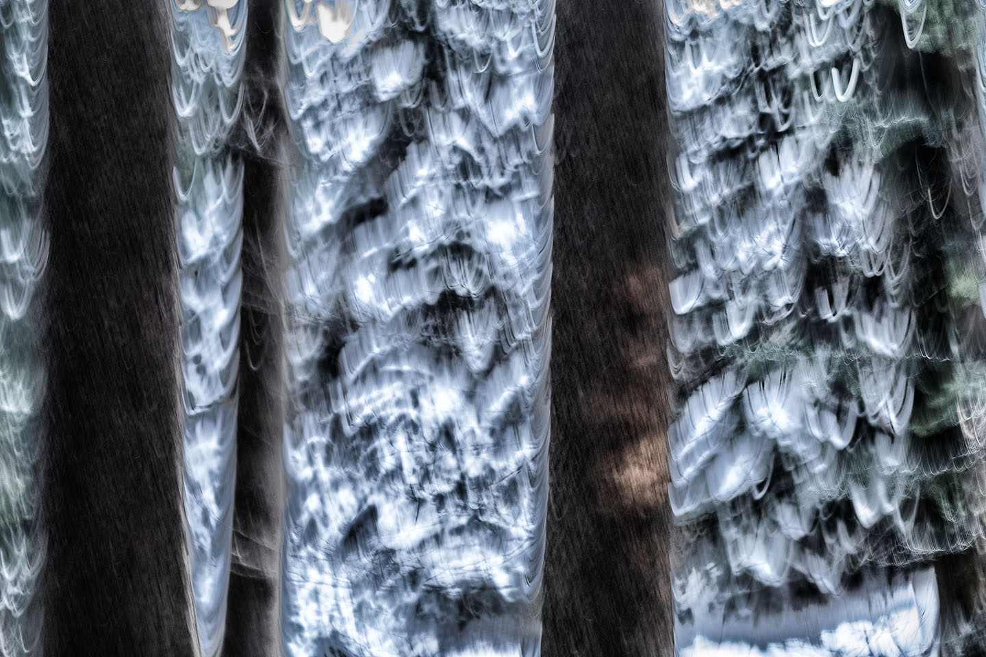 Winter im Risi-Wald